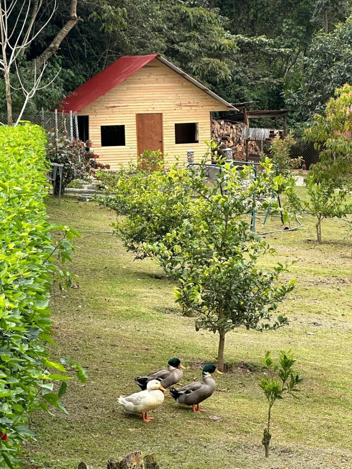 Hassinger Ranch Cabanas Oxapampa Ngoại thất bức ảnh